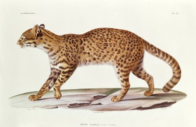 Chat de Geoffroy (felis Geoffroyi) illustration de Voyage dans l